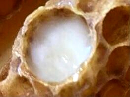 TKO RADI MATIČNU MLIJEČ?&nbsp;