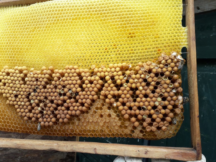 gradevnjak